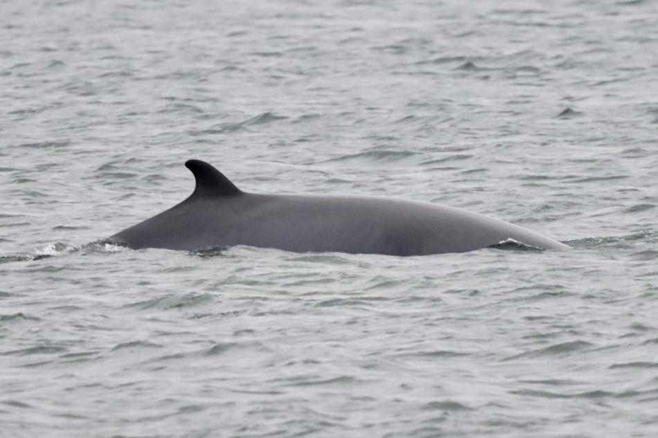 minke whale