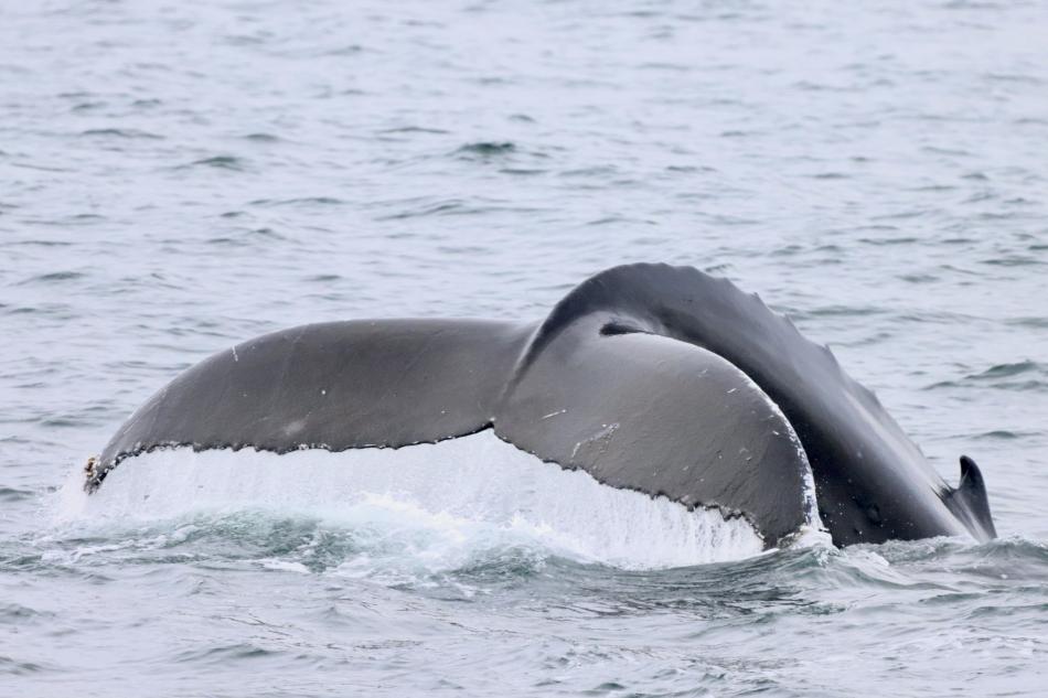 humpback whale fluke