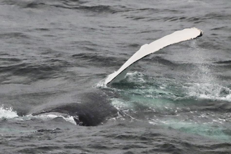 humpback whale rolling over