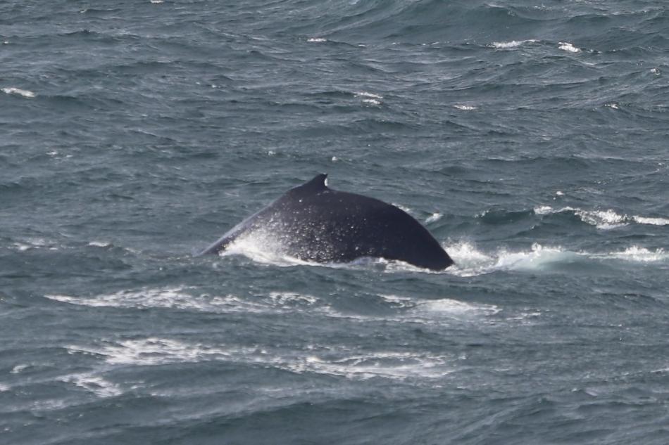 humpback whale
