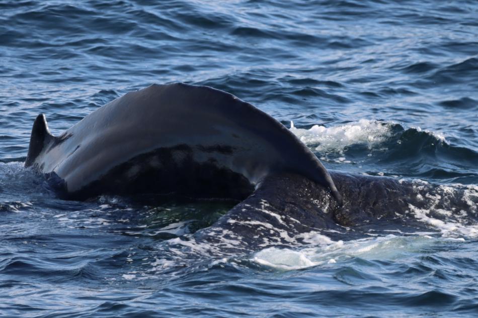 humpback whale back and fluke