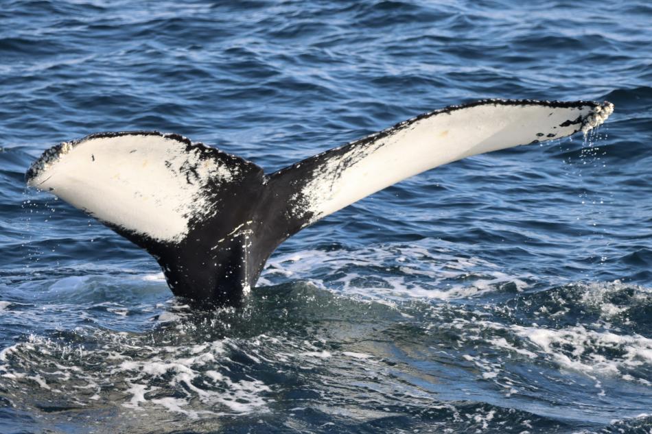 humpback whale fluke