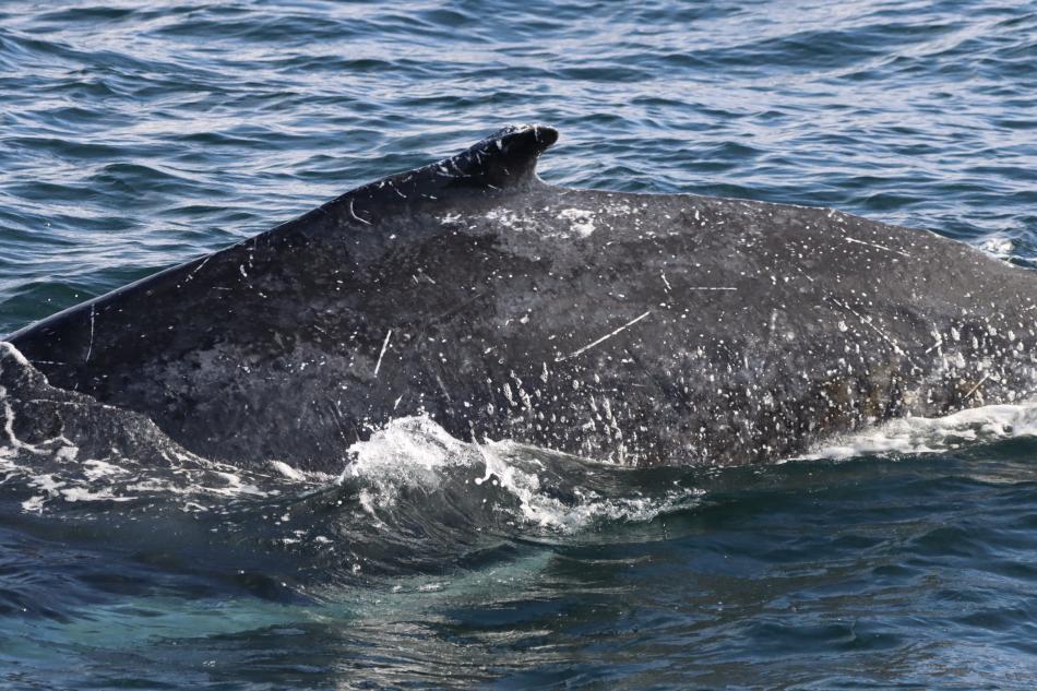 humpback whale dorsal fin