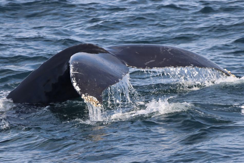humpback whale fluke