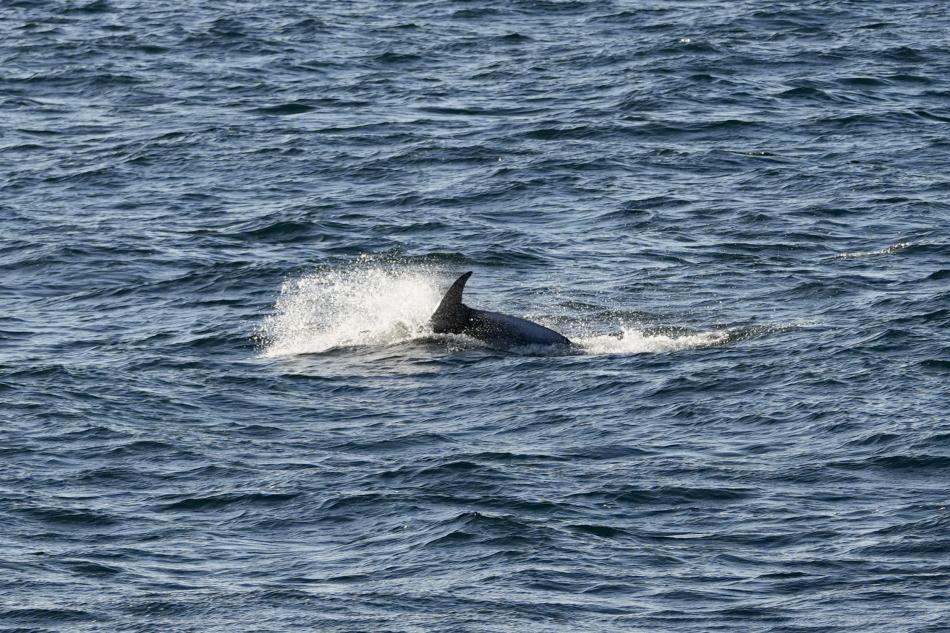 white-beaked dolphin breaching the water