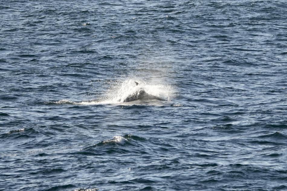 white-beaked dolphin