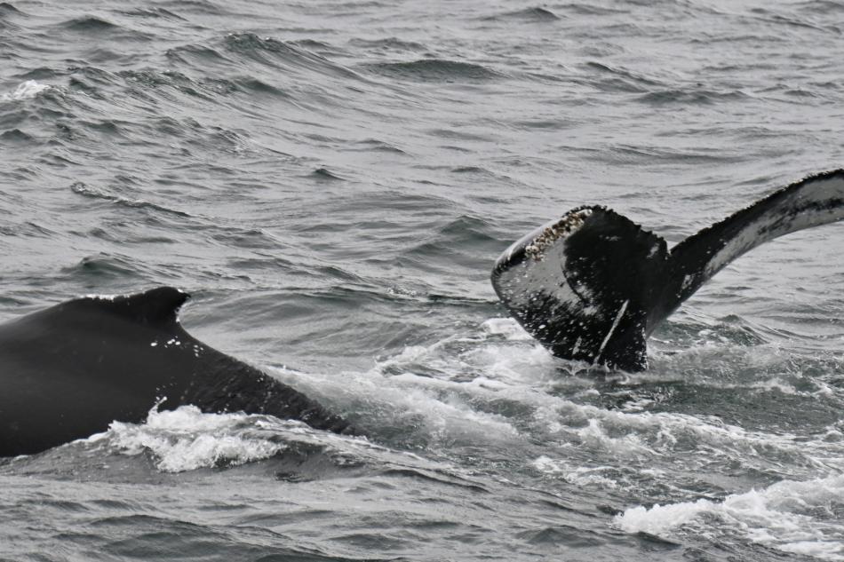 two humpback whales diving