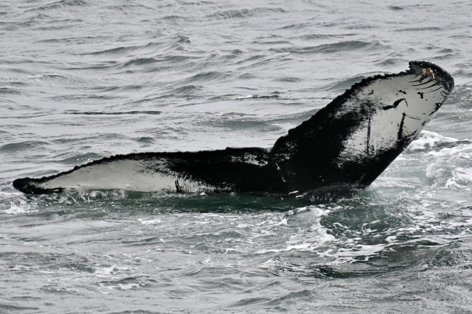 humpback whale fluke