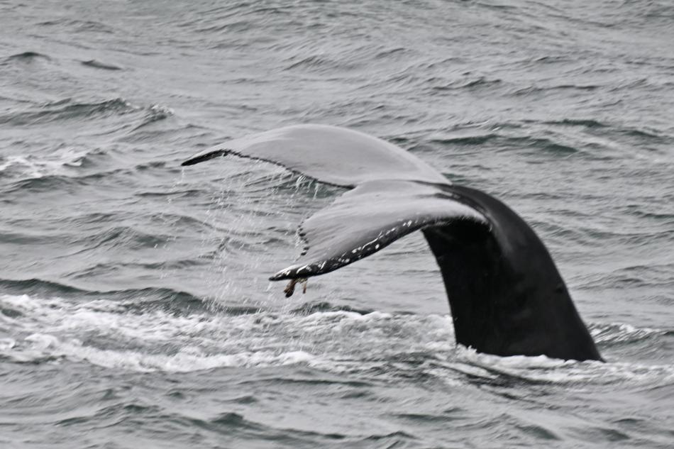 humpback whale fluke