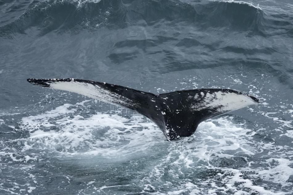 humpback whale fluke