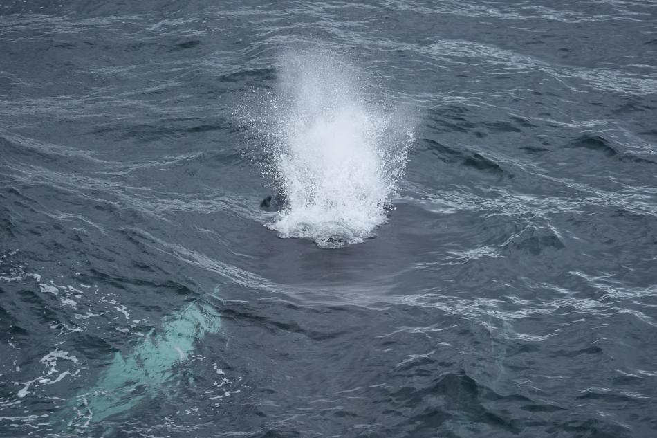 humpback whale breathing close to the surface
