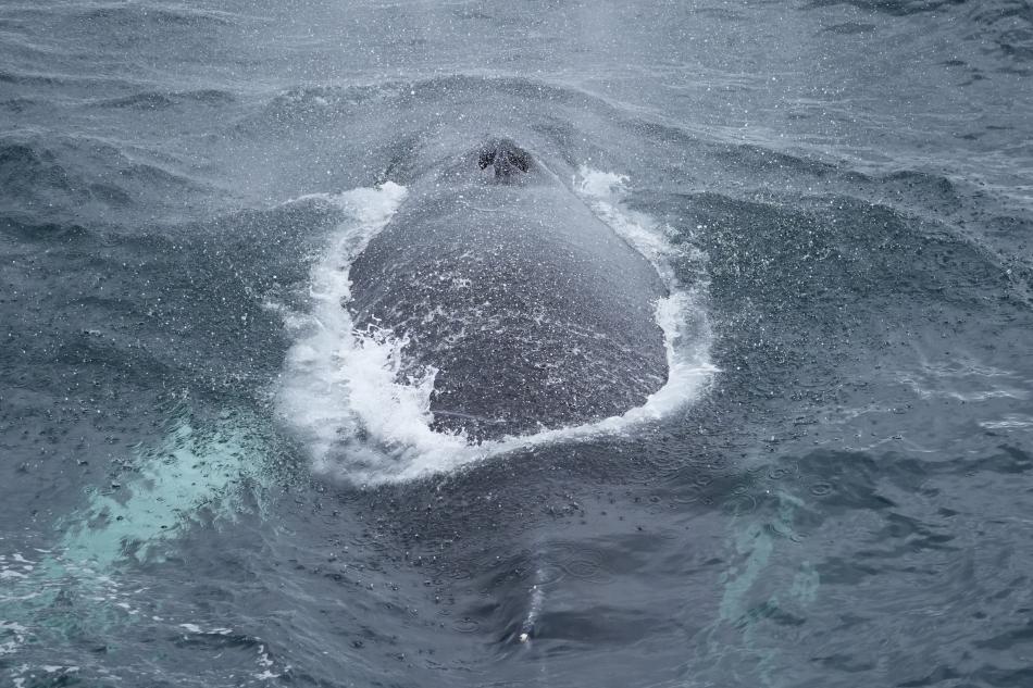 humpback whale surfacing to breathe