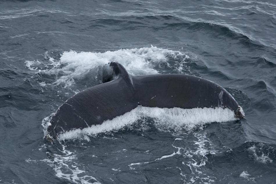 humpback whale fluke