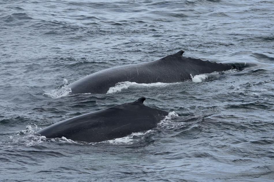 a couple of humpback whales surface together