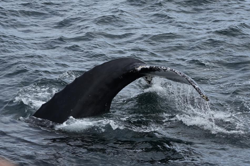 humpback whale fluke