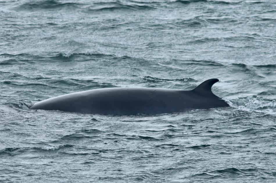minke whale surfacing