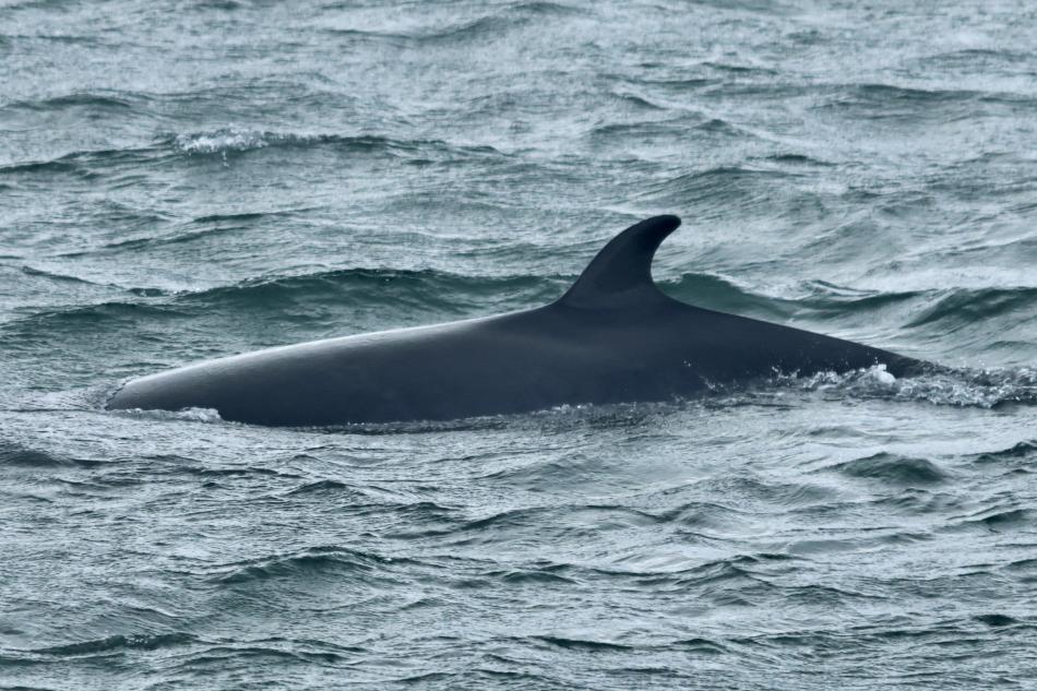 minke whale surfacing