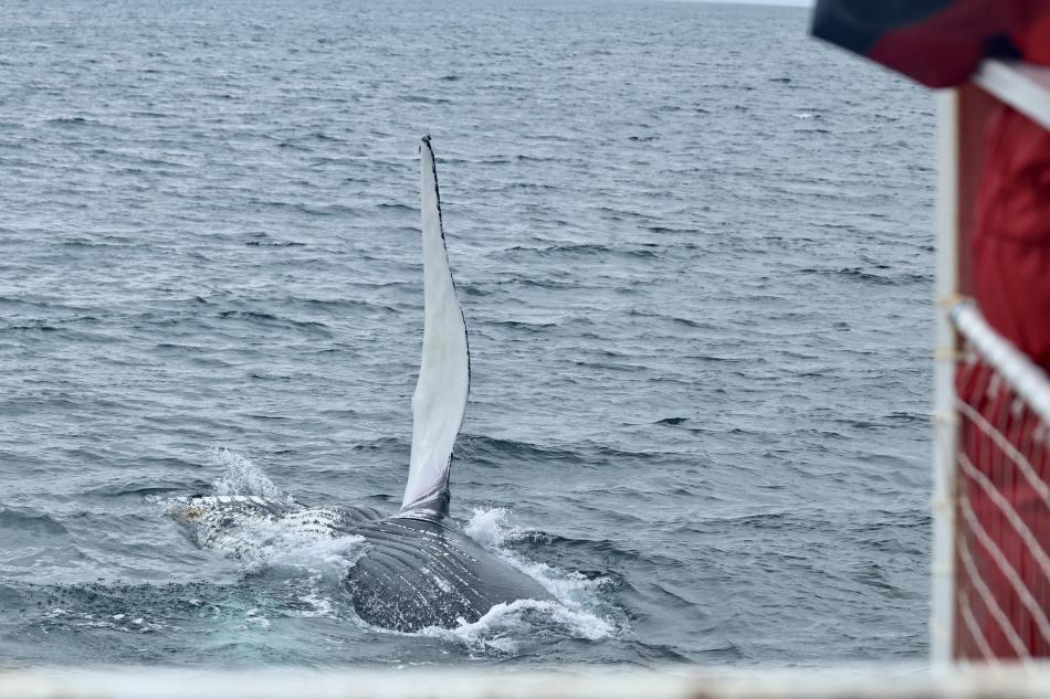 humpback whale pectoral fin
