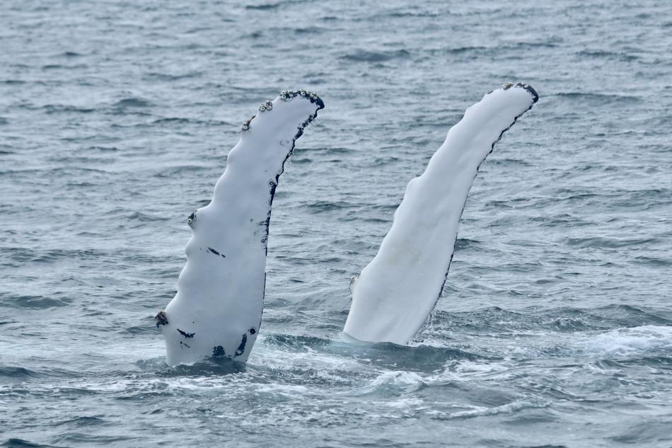 humpback whale pectoral fins
