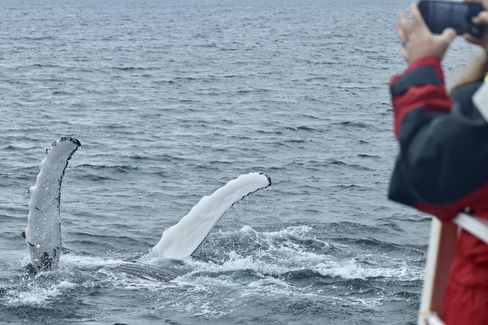 humpback whale rolling and waving both pectoral fins in the air in front of whale watchers