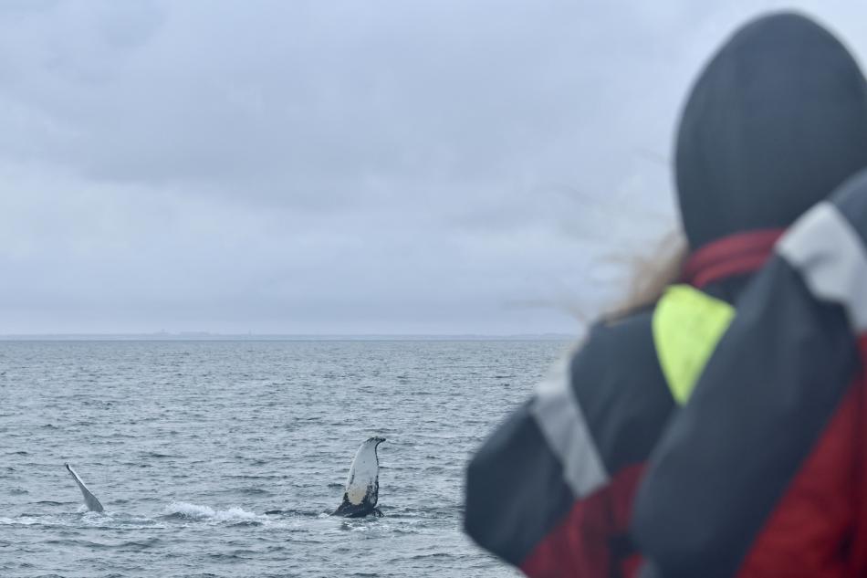 humpback whale rolls in front of whale watchers