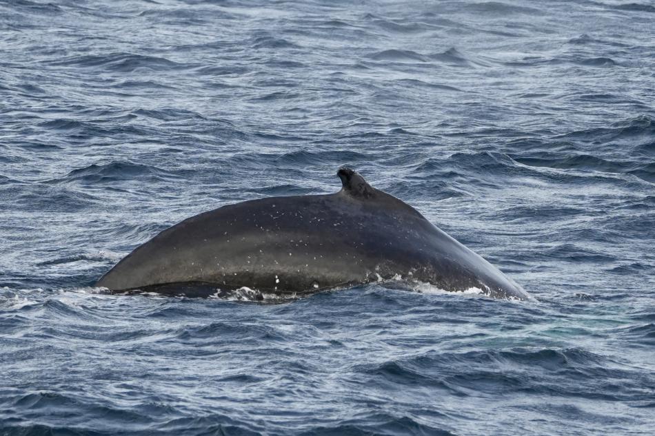 humpback whale dorsal fin