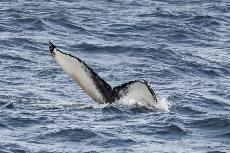 humpback whale fluke