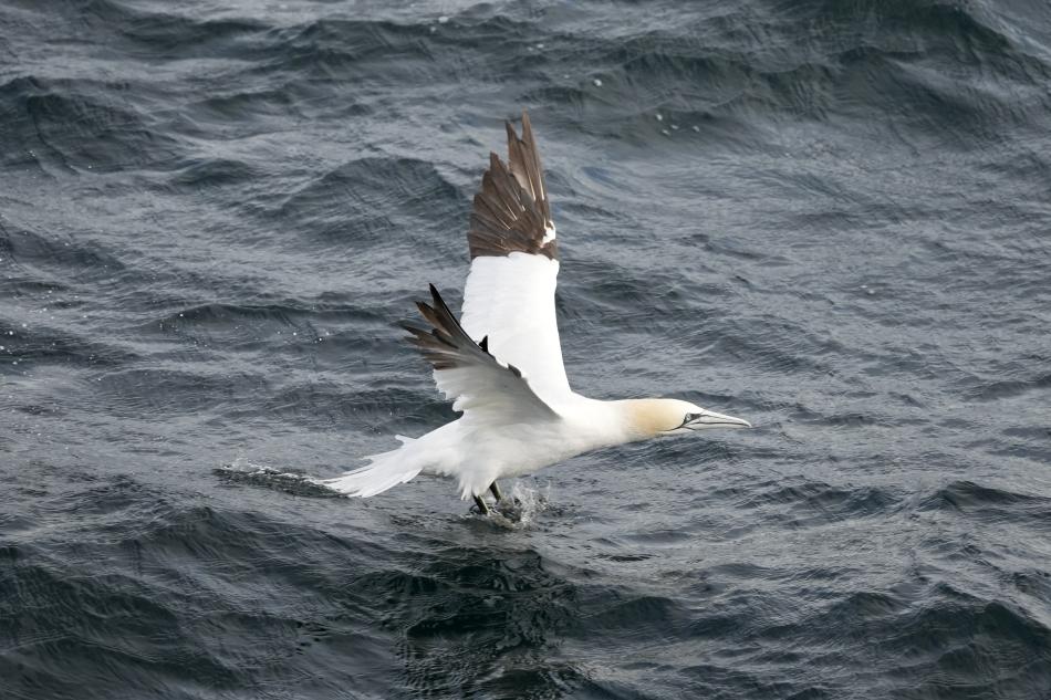 northern gannet taking off from the sea