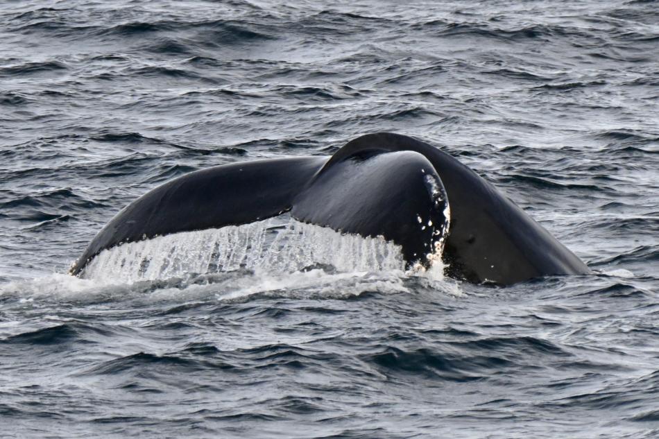 humpback whale fluke
