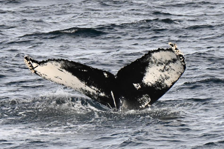 humpback whale fluke