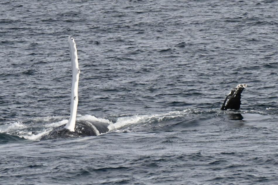 humpback whale rolling and waving pectoral fin in the air