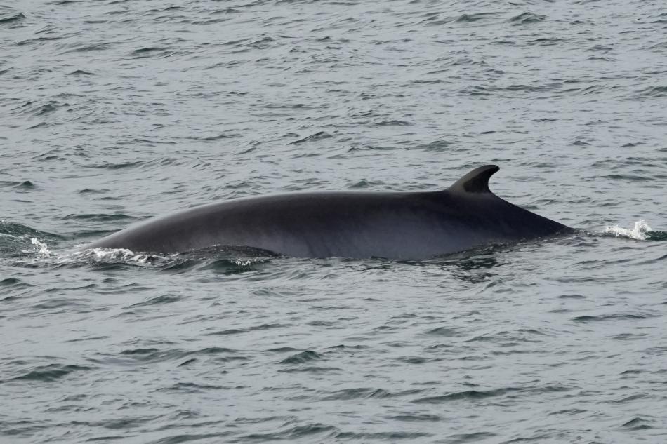minke whale dorsal fin