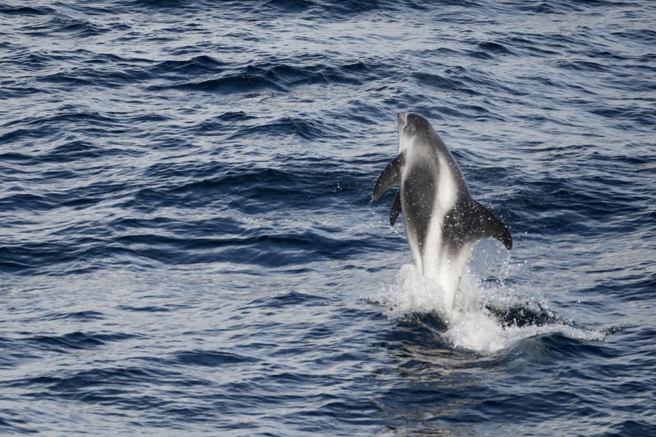 white-beaked dolphin jumping