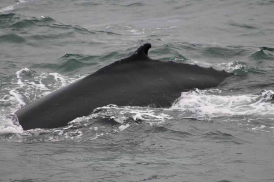humpback whale dorsal fin