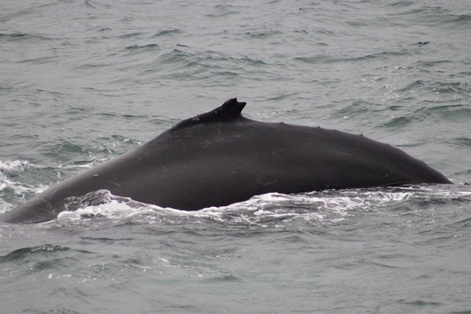 davy jones II humpback whale dorsal fin
