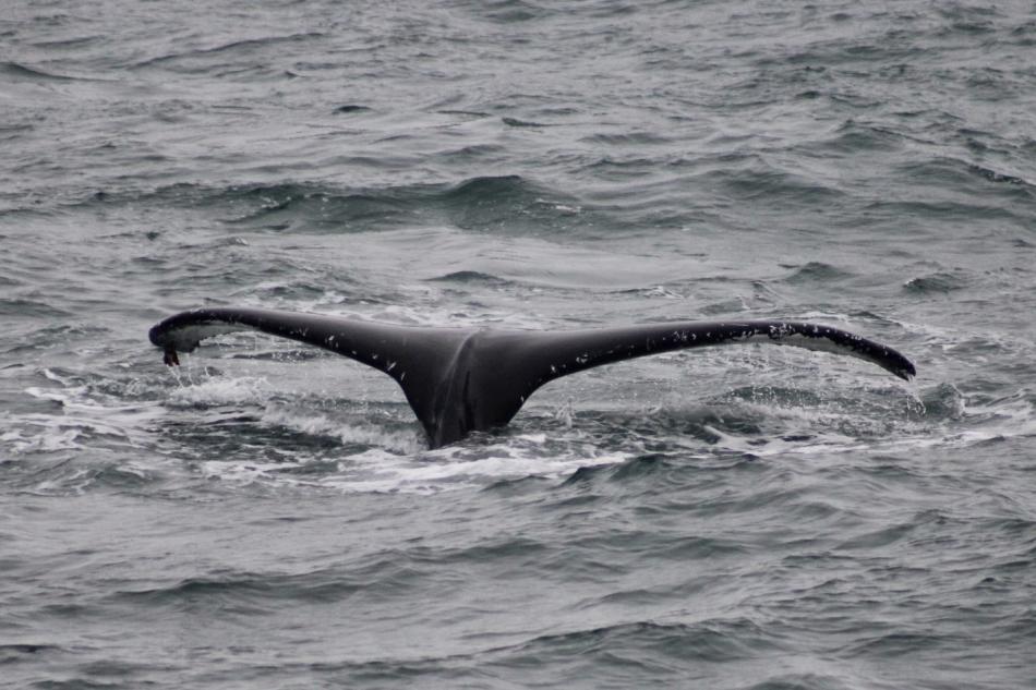 humpback whale fluke