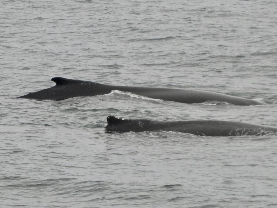 humpback whales surfacing together