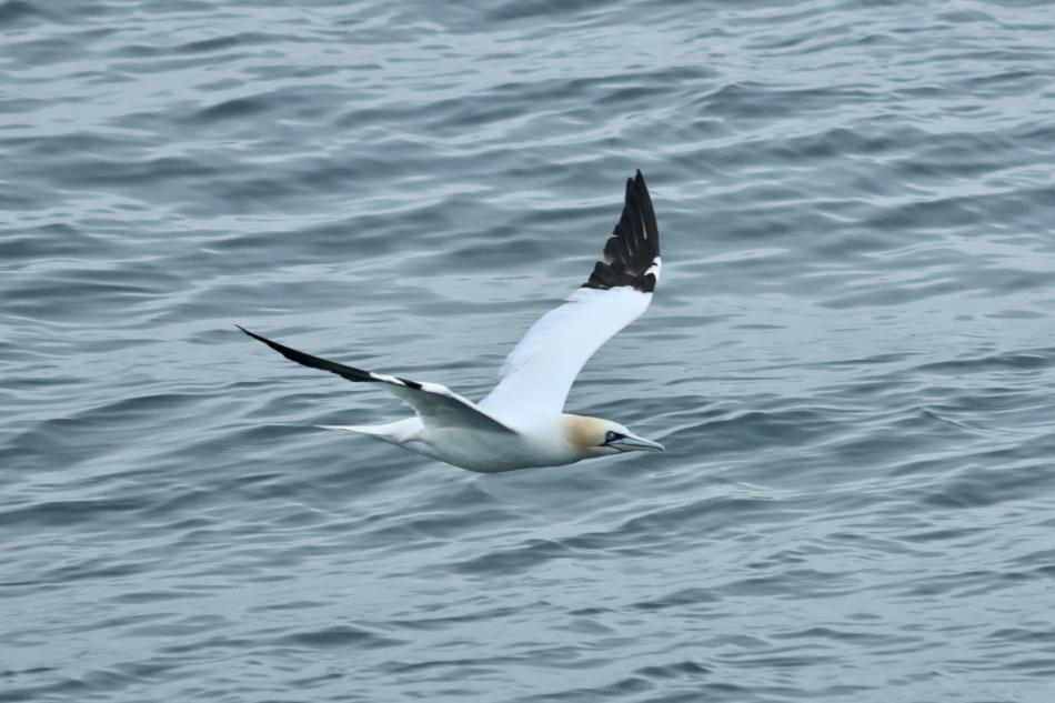 northern gannet