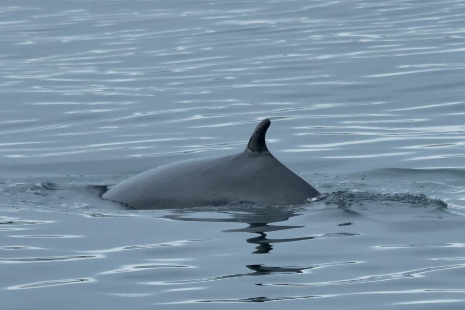 minke whale dorsal fin