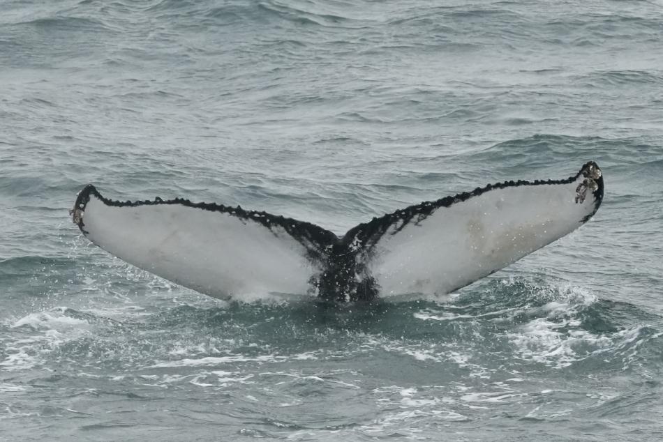 humpback whale fluke