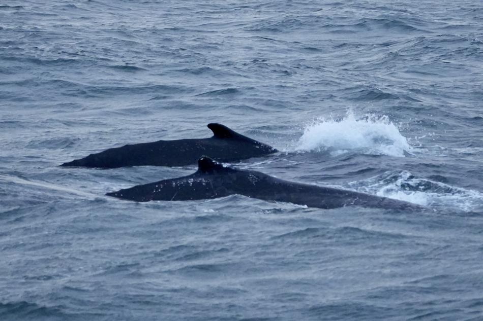 humpback whales dorsal fins