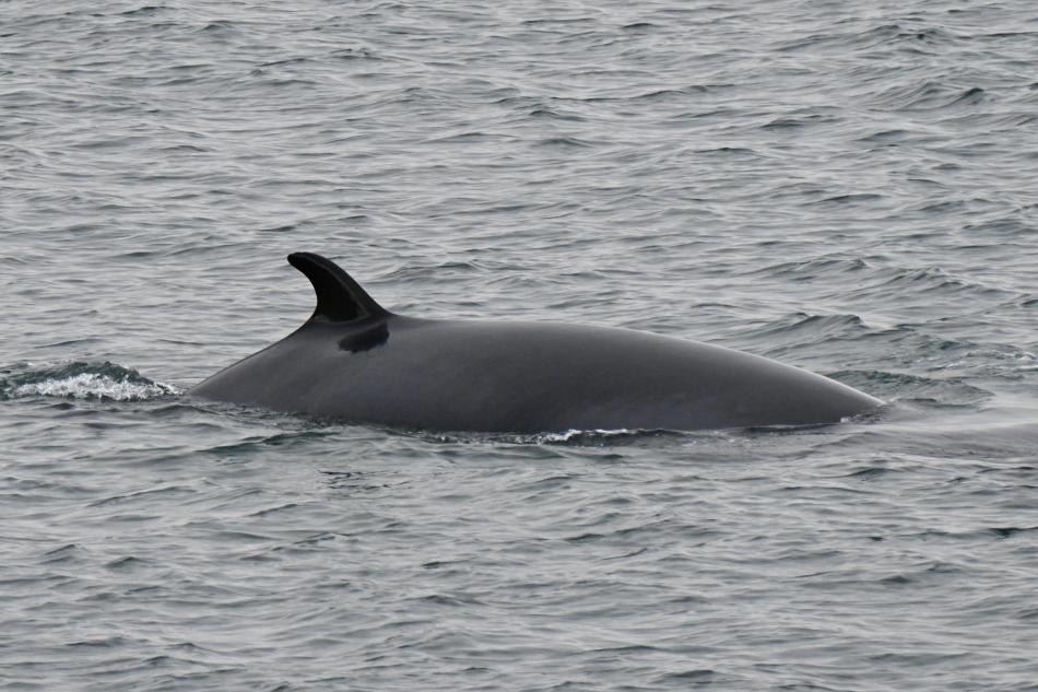 minke whale dorsal fin