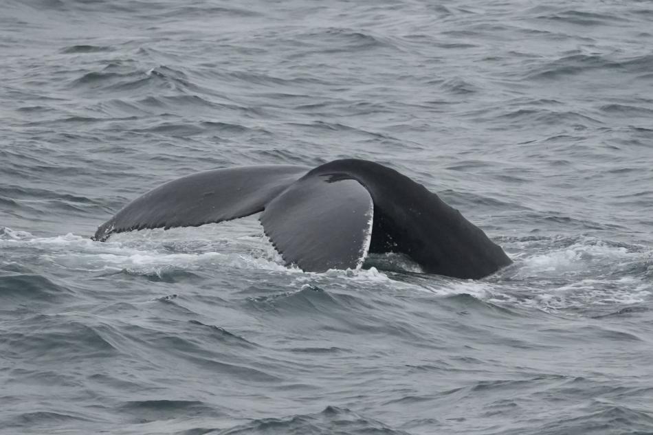 humpback whale fluke