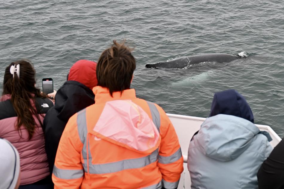 passengers watch a humpback whale surface very close to the boat