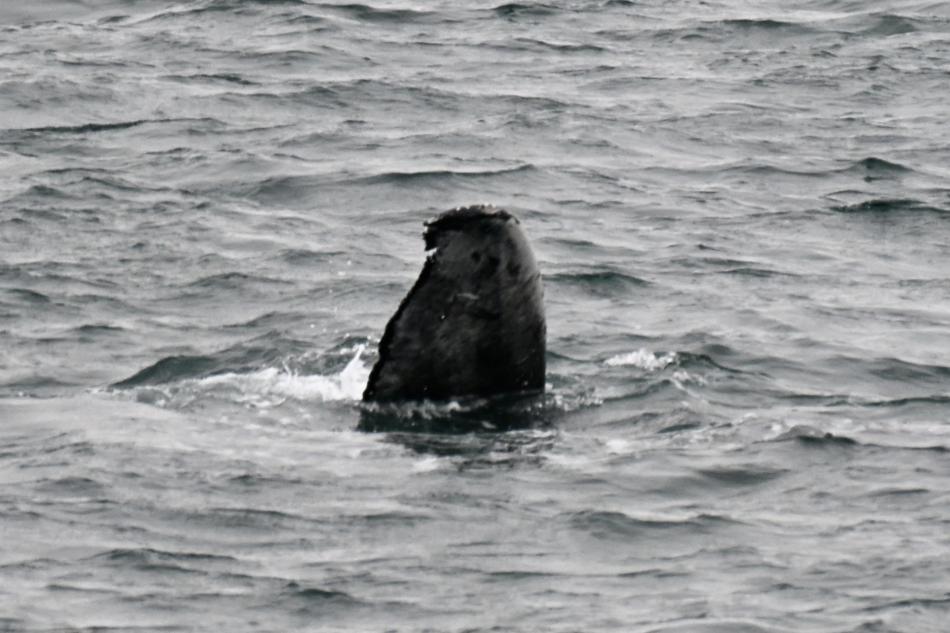 part of humpback whale fluke exposed out of the water