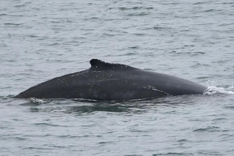 humpback whale dorsal fin