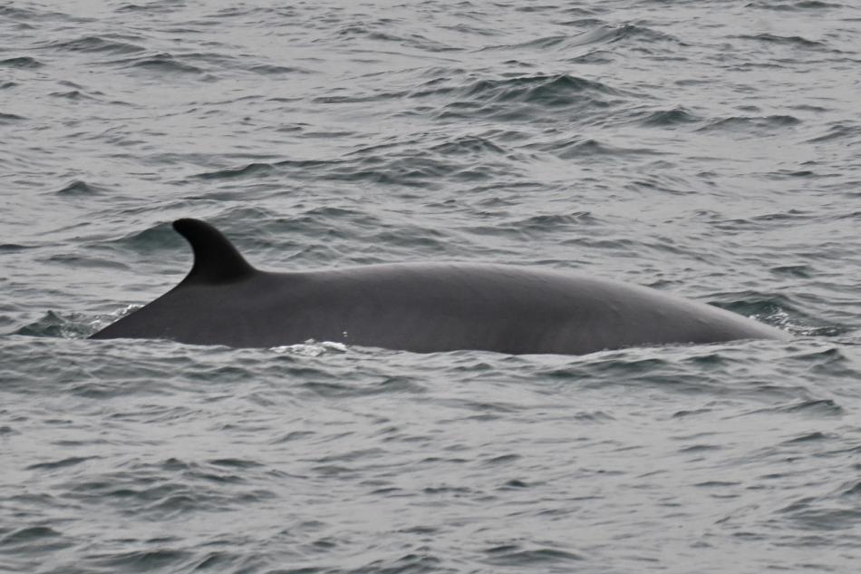 minke whale dorsal fin