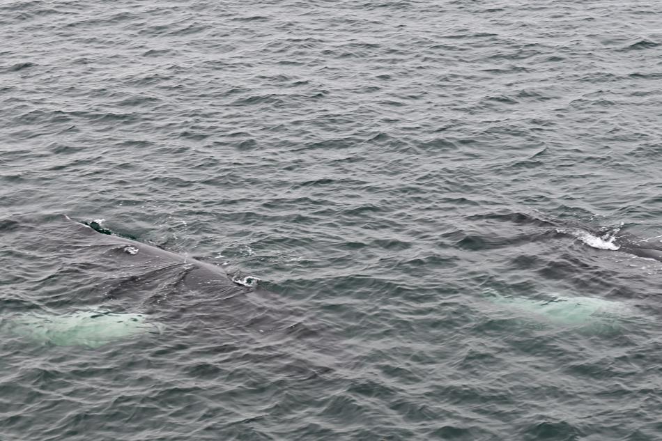 two humpback whales swimming together