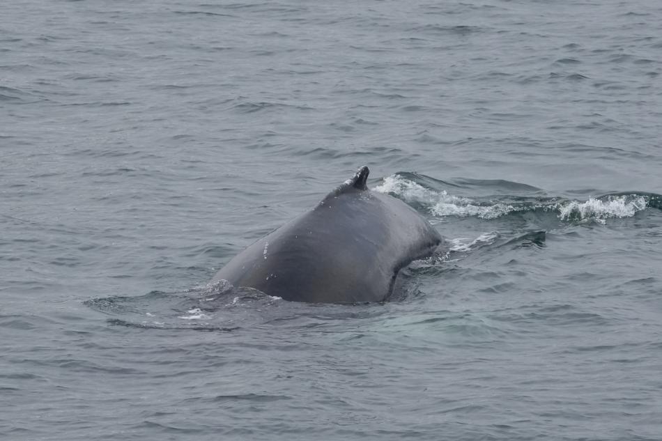 humpback whale