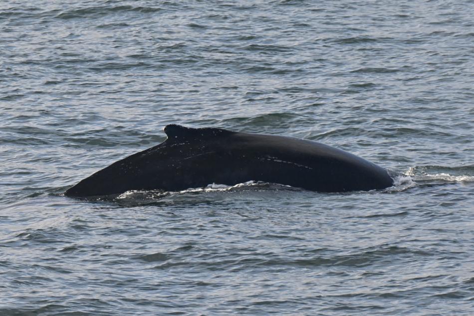 humpback whale dorsal fin